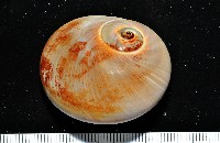 藏品(大玉螺)的圖片