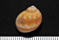 藏品(玉螺之一種)的圖片