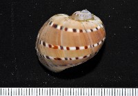 藏品(蝴蝶玉螺)的圖片