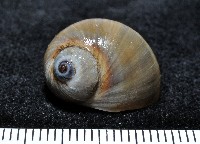 藏品(安東尼玉螺)的圖片