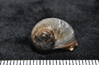 藏品(安東尼玉螺)的圖片