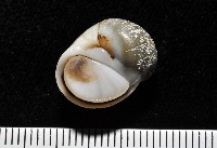 藏品(安東尼玉螺)的圖片