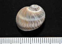 藏品(小灰玉螺)的圖片
