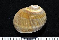 藏品(小灰玉螺)的圖片