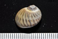 藏品(小灰玉螺)的圖片