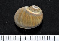 藏品(小灰玉螺)的圖片