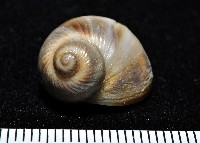 藏品(小灰玉螺)的圖片