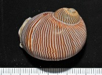 藏品(細紋玉螺)的圖片