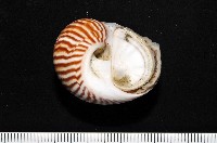 藏品(細紋玉螺)的圖片