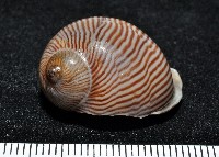 藏品(細紋玉螺)的圖片