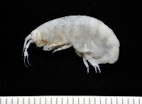 藏品(未知種深海鉤蝦)的圖片