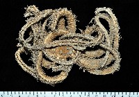 藏品(未知種項鍊海星)的圖片