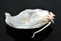 藏品(未知種紡錘魷魚)的圖片