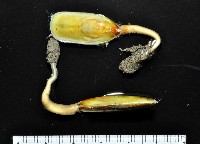 藏品(亞氏海豆芽)的圖片