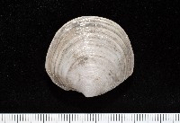 藏品(環紋扁滿月蛤)的圖片