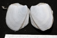 藏品(索足蛤)的圖片