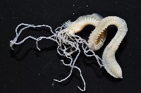 藏品(和美乳蟄蟲)的圖片