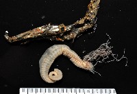 藏品(梧棲乳蟄蟲)的圖片