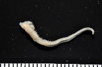 藏品(八里梳鰓蟲)的圖片