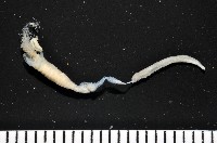 藏品(八里梳鰓蟲)的圖片