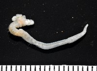 藏品(八里梳鰓蟲)的圖片