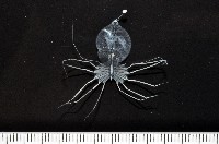 藏品(未知種礁岩扇蝦)的圖片