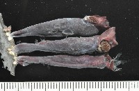 藏品(外藤壺)的圖片