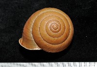 藏品(金崙栗蝸)的圖片