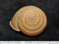 藏品(金崙栗蝸)的圖片