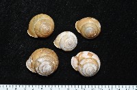 藏品(金崙栗蝸)的圖片