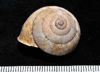 藏品(金崙栗蝸)的圖片