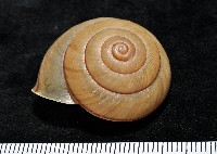 藏品(金崙栗蝸)的圖片