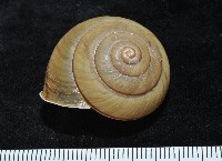 藏品(金崙栗蝸)的圖片