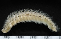 藏品(梯斑海毛蟲)的圖片