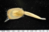 藏品(亞氏海豆芽)的圖片