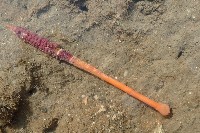 藏品(未知種白沙箸)的圖片