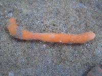 藏品(未知種海仙人掌)的圖片