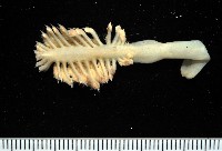 藏品(未知種棘海鰓)的圖片