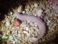 藏品(無溝紐蟲之一種)的圖片