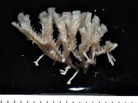 藏品(未知種管孔苔蟲)的圖片