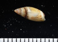 藏品(細小彈頭螺)的圖片