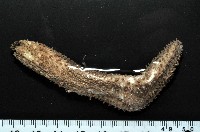 藏品(模式輻瓜參)的圖片