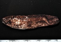 藏品(黑囊皮參)的圖片