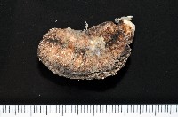 藏品(異色哈威參)的圖片
