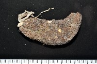 藏品(異色哈威參)的圖片