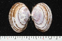 藏品(橄欖紫雲蛤)的圖片