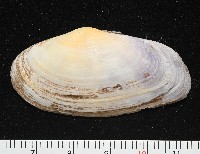 藏品(長形紫雲蛤)的圖片