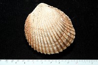 藏品(方鳥尾蛤)的圖片