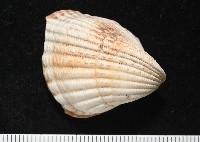 藏品(三角雞心蛤)的圖片