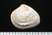 藏品(大蜆)的圖片